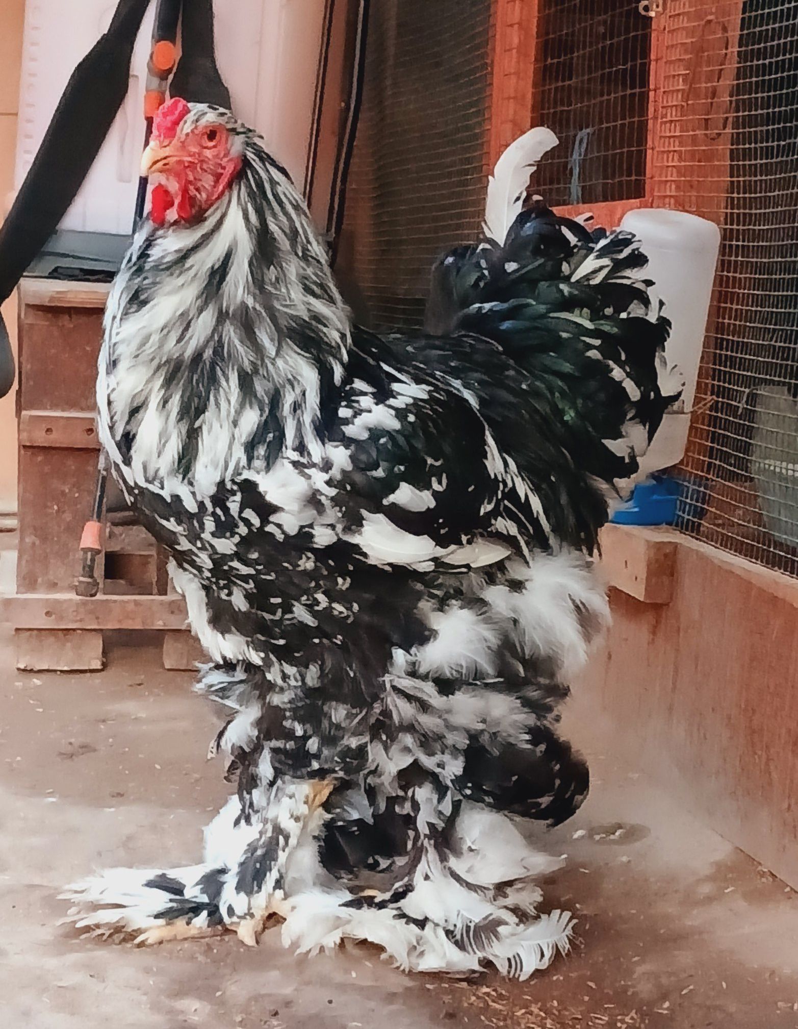 Criadero REX Gallinas Ornamentales Brahma, Y Más Lima-Perú | Lima