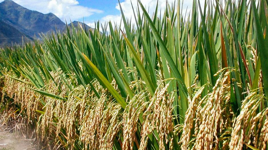 Zafar Rice Mills | Narowal