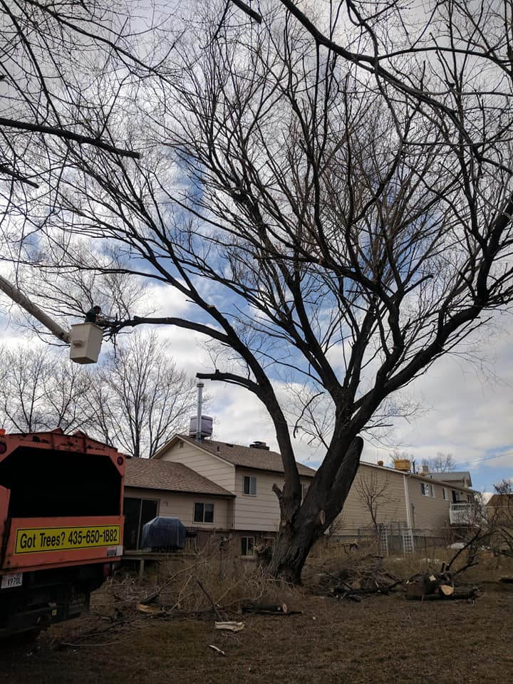 John's Low-Cost Repairs & Tree Service | Helper UT
