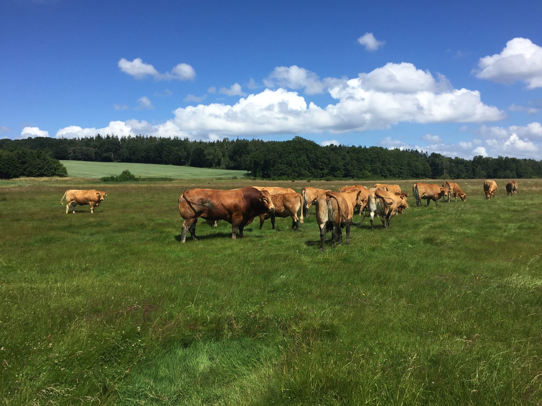 Tuse Næs Jagtforening added a new... - Tuse Næs Jagtforening