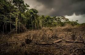 How quickly would air become unbreathable without forests?