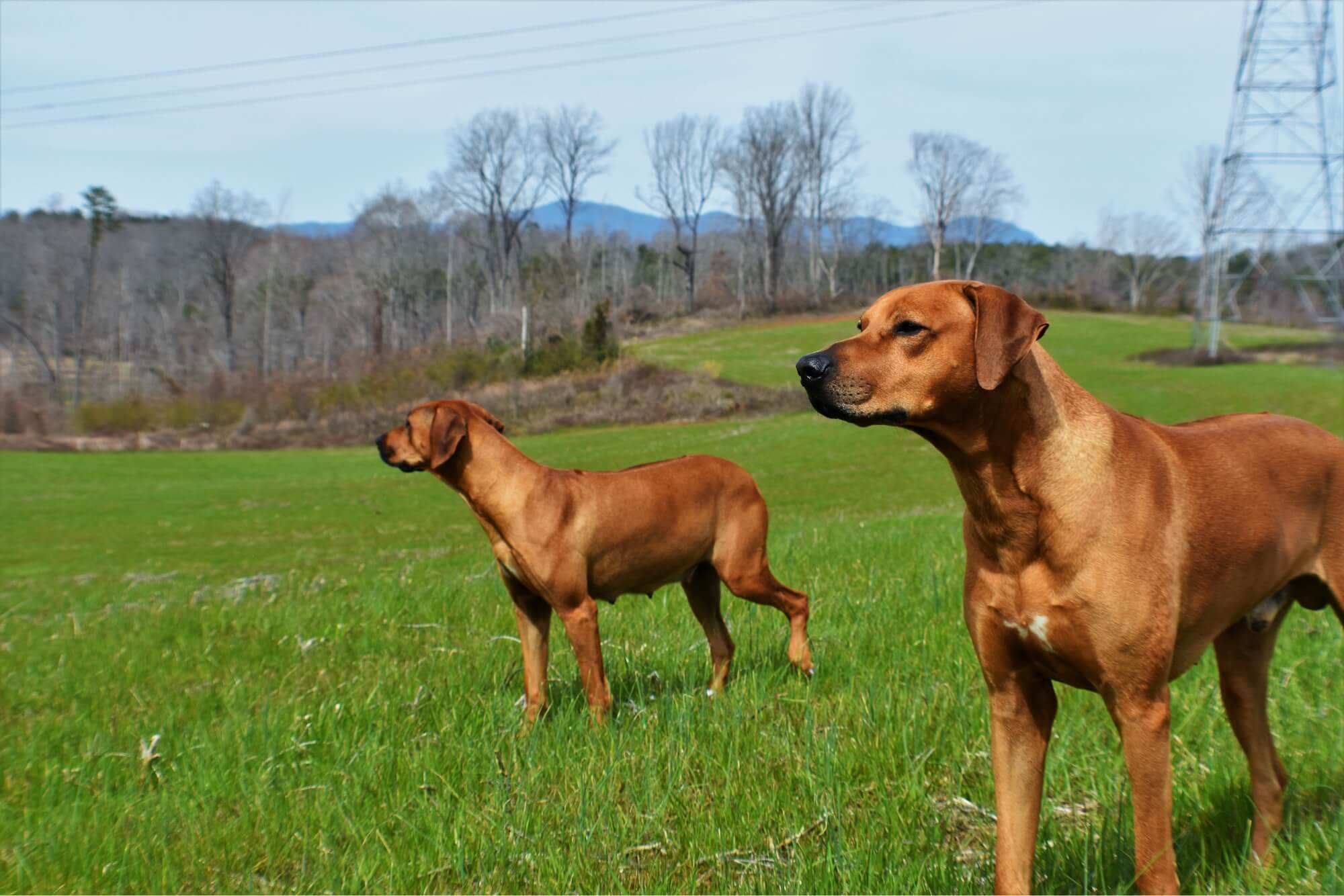 TS Ridgebacks