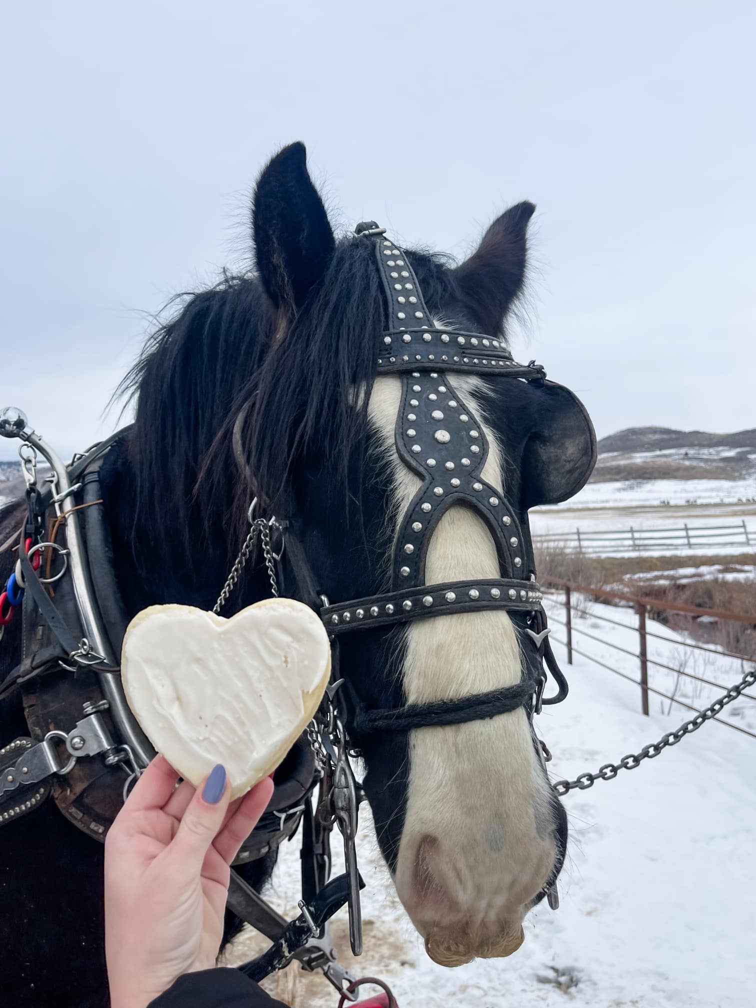 Hardware Ranch Sleigh Rides | Hyrum UT