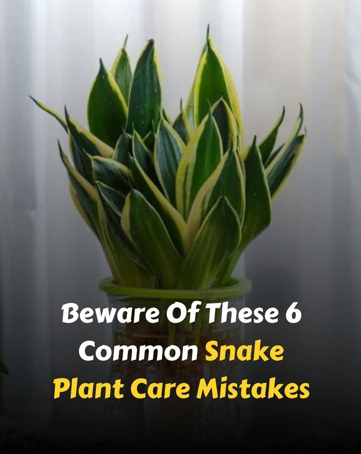 Bloom - Beware Of These 6 Common Snake Plant Care Mistakes | Facebook