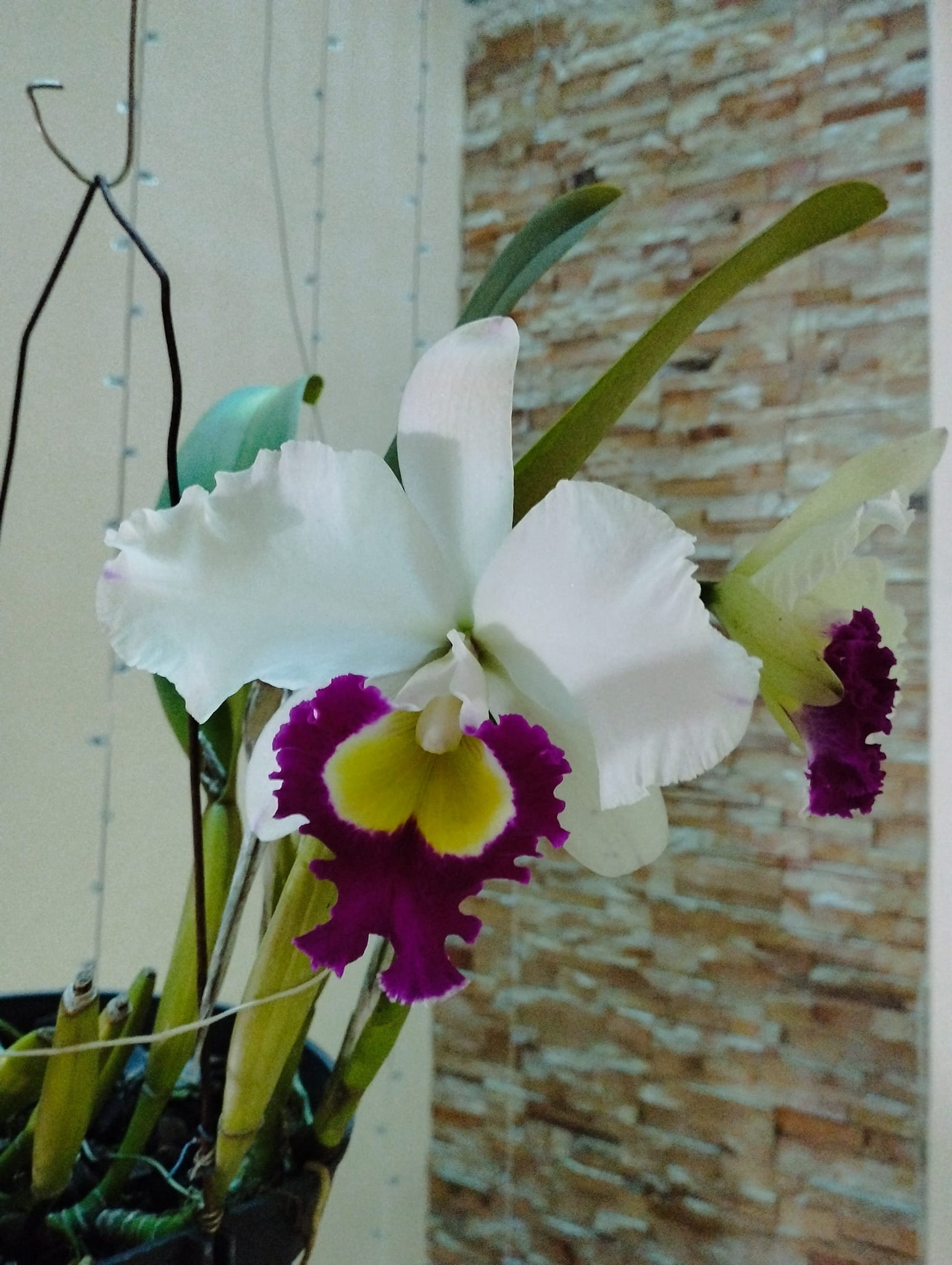 Blc Blanche Aisaka orchid variety