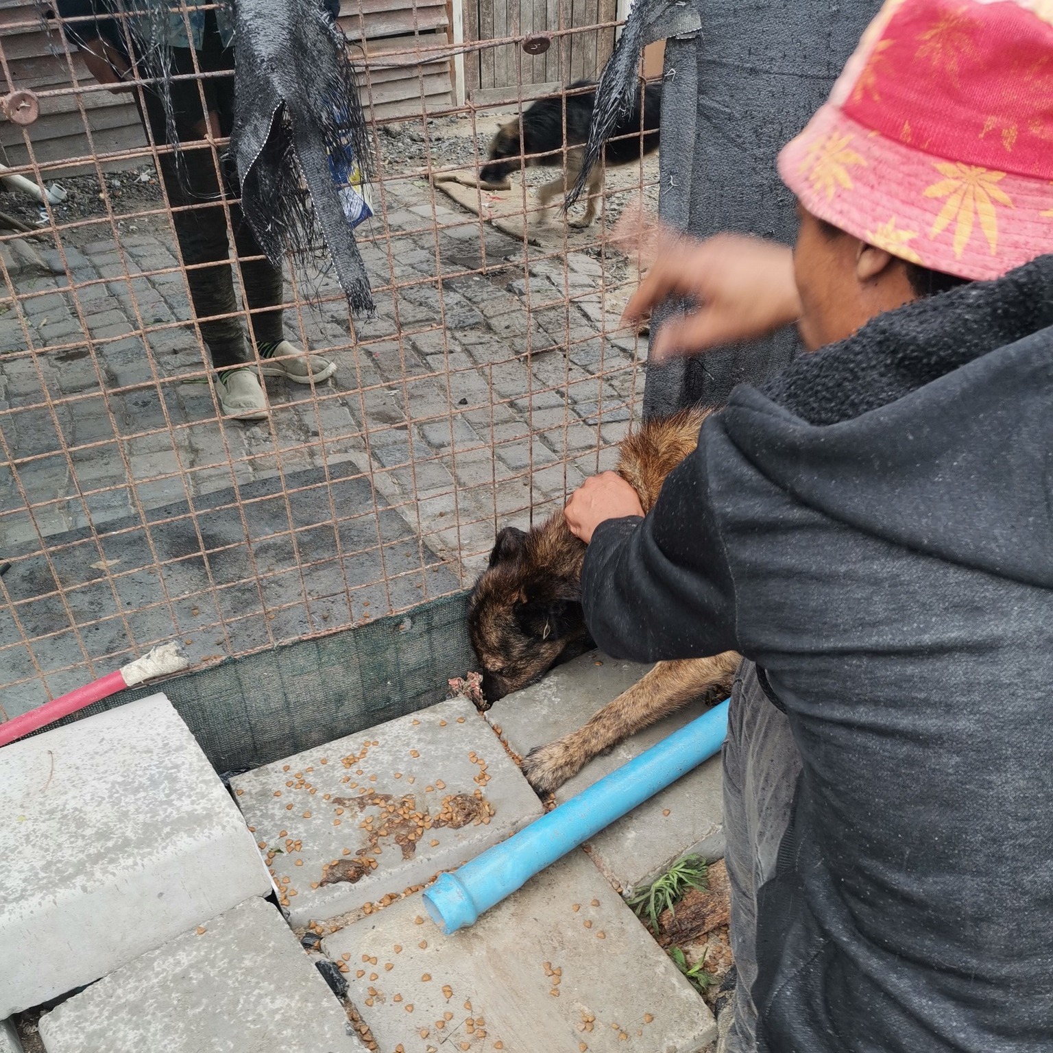 Help a Paw - We found Tiger trapped between razor wire and...