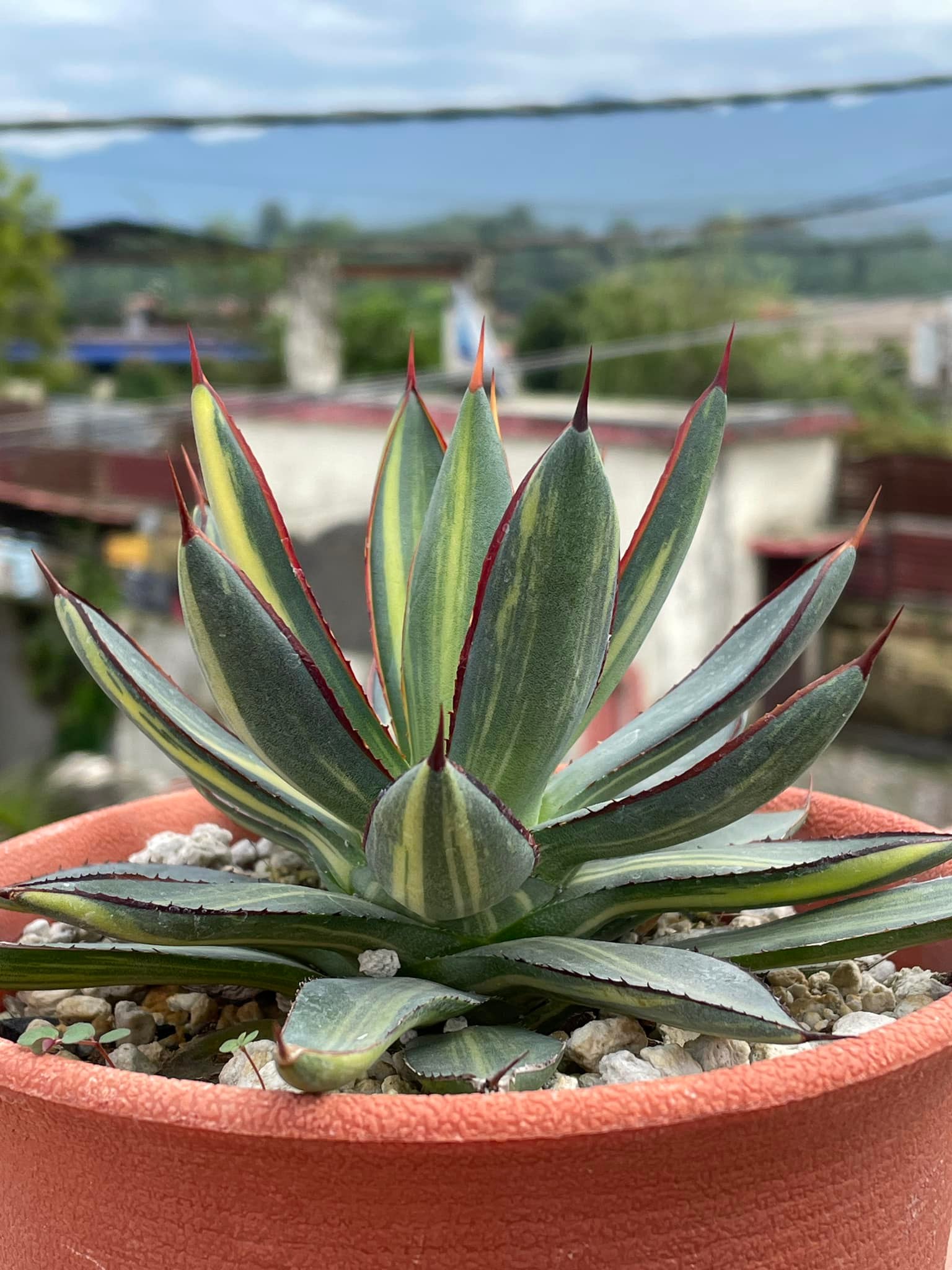 アガベ Agave 'Burnt Burgundy' f.variegata 299 Agave 'Burnt Burgundy' variegated