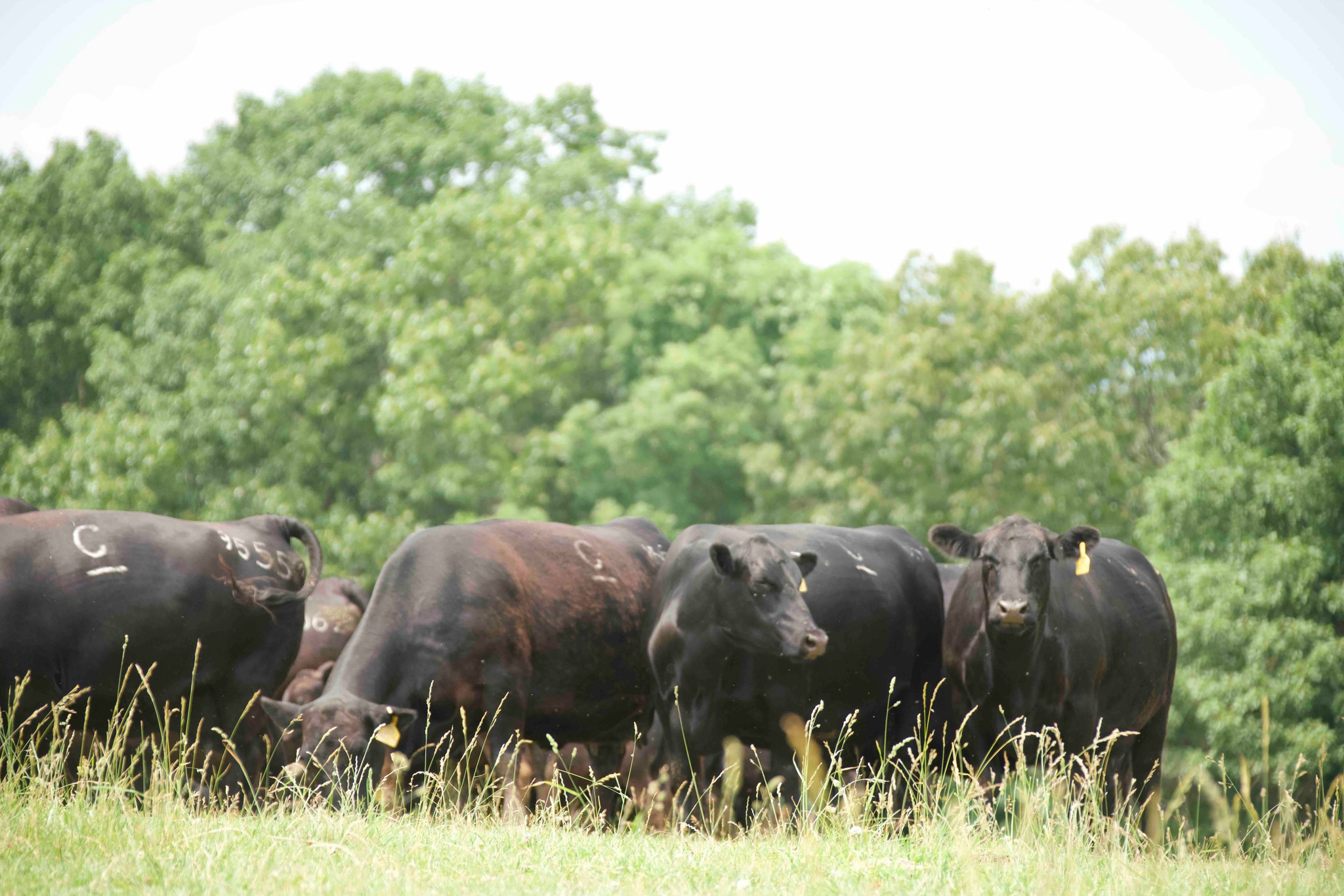 Being a 5th generation family farm, we... - Clark Farms Angus