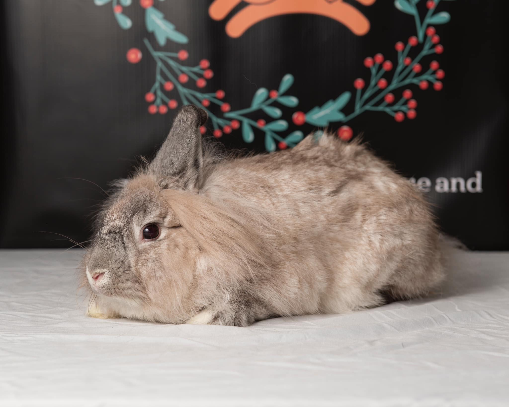 Florida Rabbits and Guinea Pigs Education