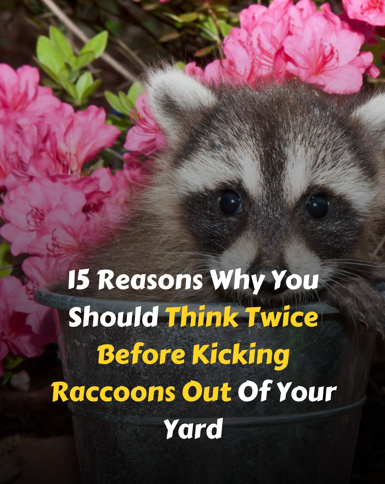 Bloom - 15 Reasons Why You Should Think Twice Before Kicking Raccoons ...