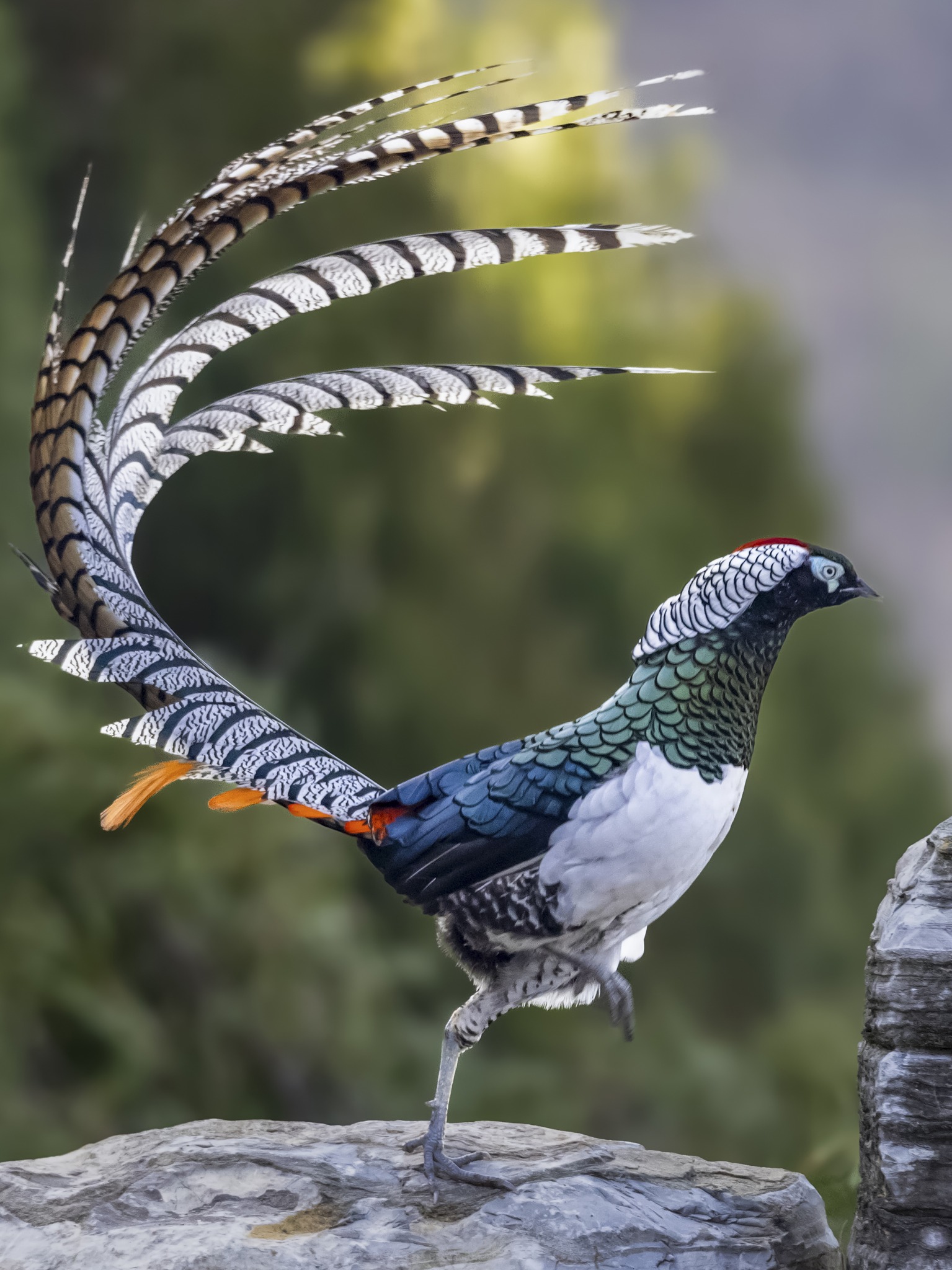 Lin - Lady Amherst's Pheasant (白腹锦鸡,Chrysolophus amherstiae), male, in ...