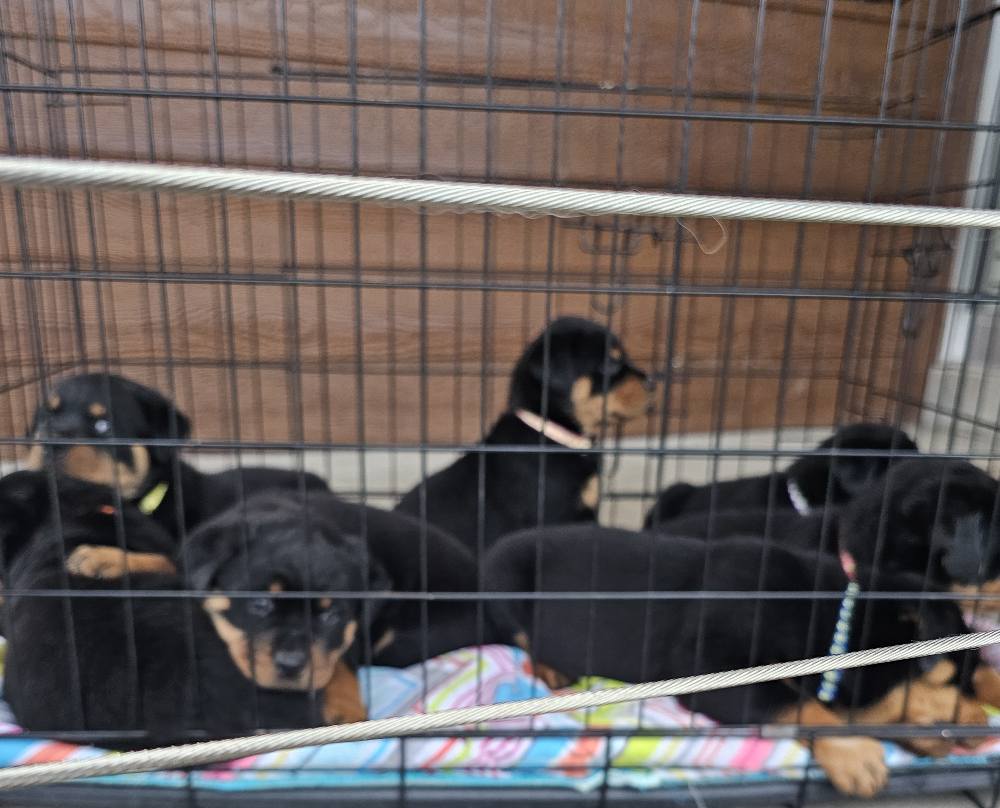 Marshall's Rottweilers of Southeast Missouri