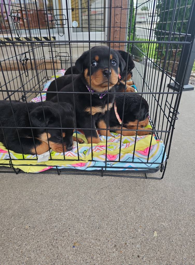 Marshall's Rottweilers of Southeast Missouri