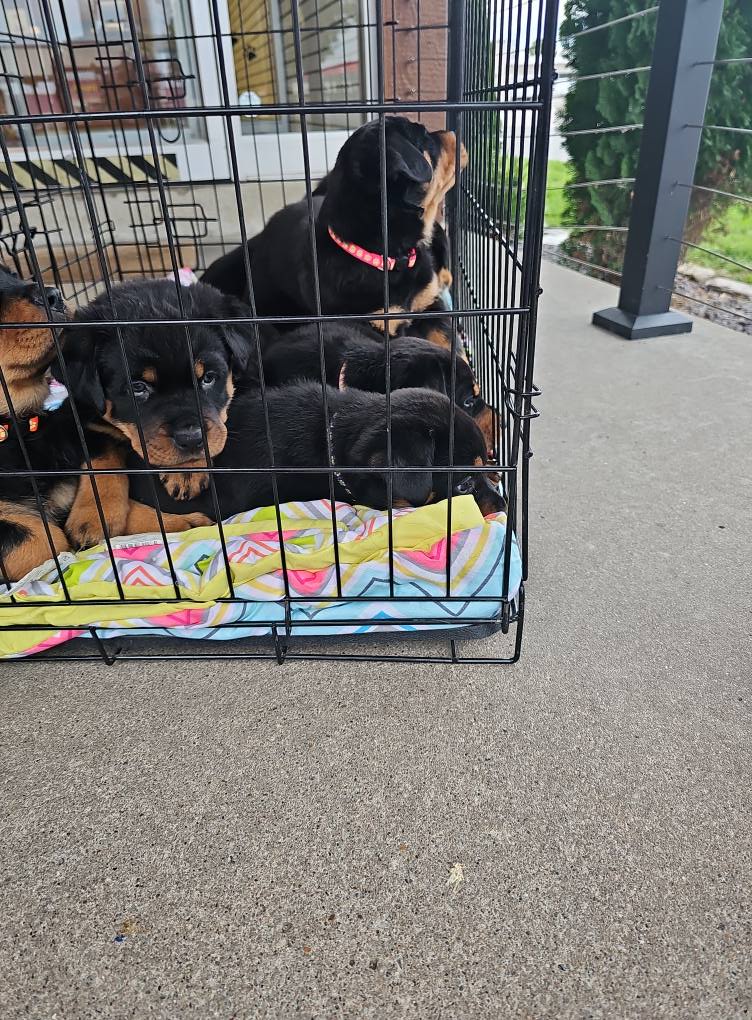 Marshall's Rottweilers of Southeast Missouri