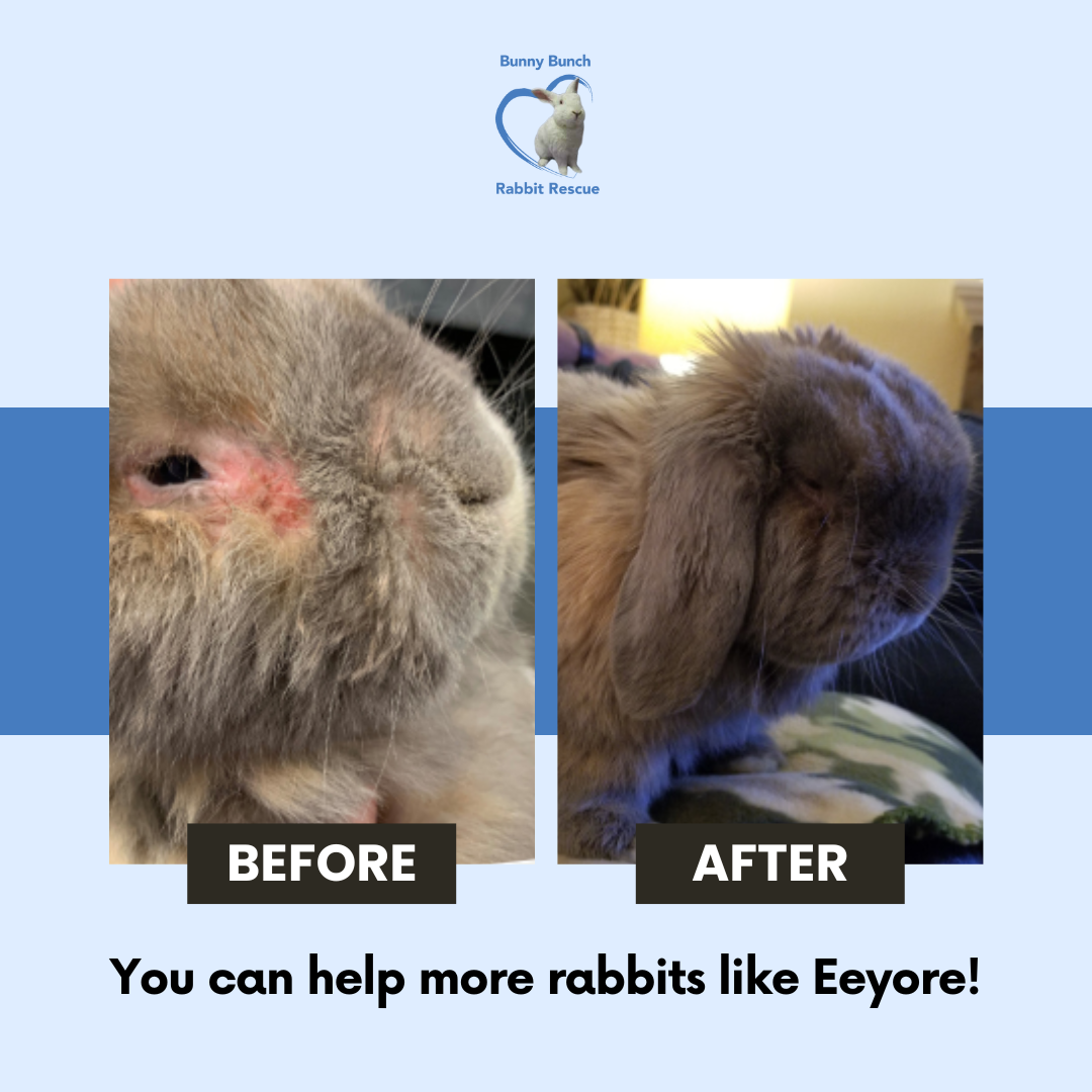 This is Eeyore the rabbit. He... - Bunny Bunch Rabbit Rescue | Facebook