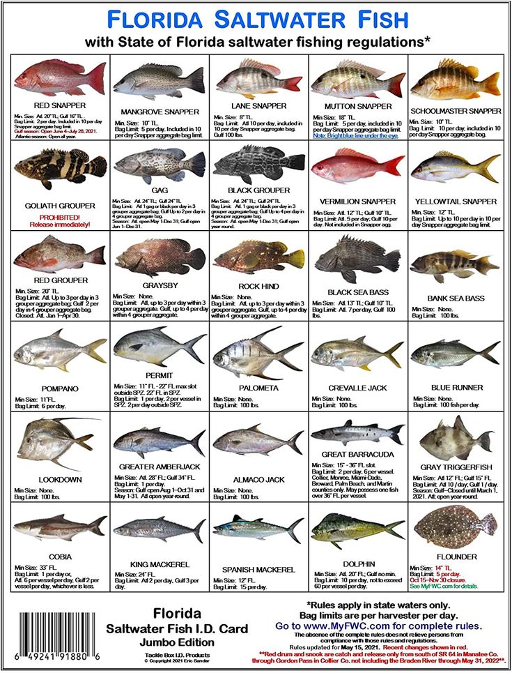 commercial fishing regulations florida nets 2026 Saltwater Guide Cards - 5 Double-Sided PVC Fish|Shark Identification & Size Limits Quick Reference Cards with FWC Rules Florida's True Champion: A Special