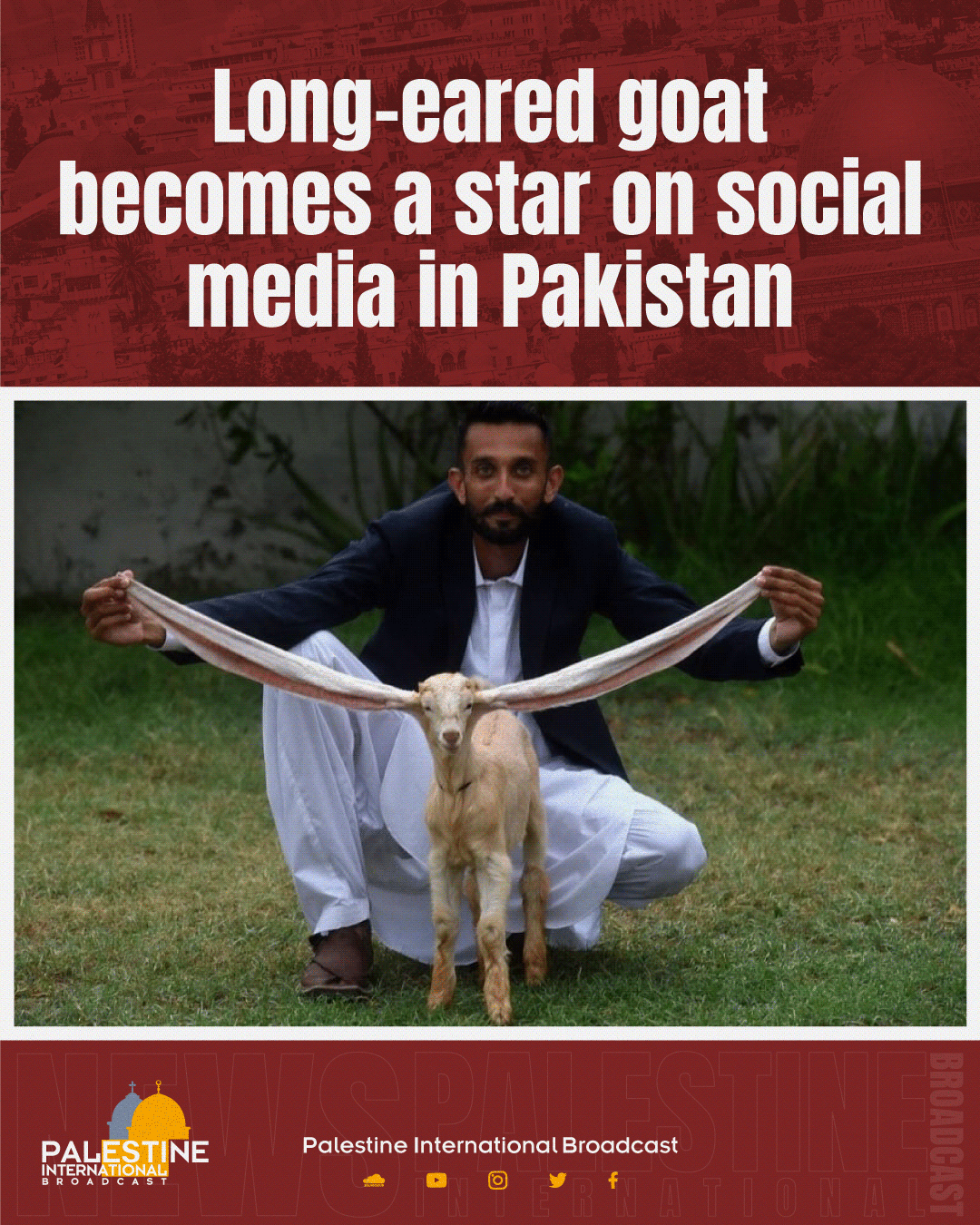 Palestine International Broadcast - Long-eared goat becomes a star on ...