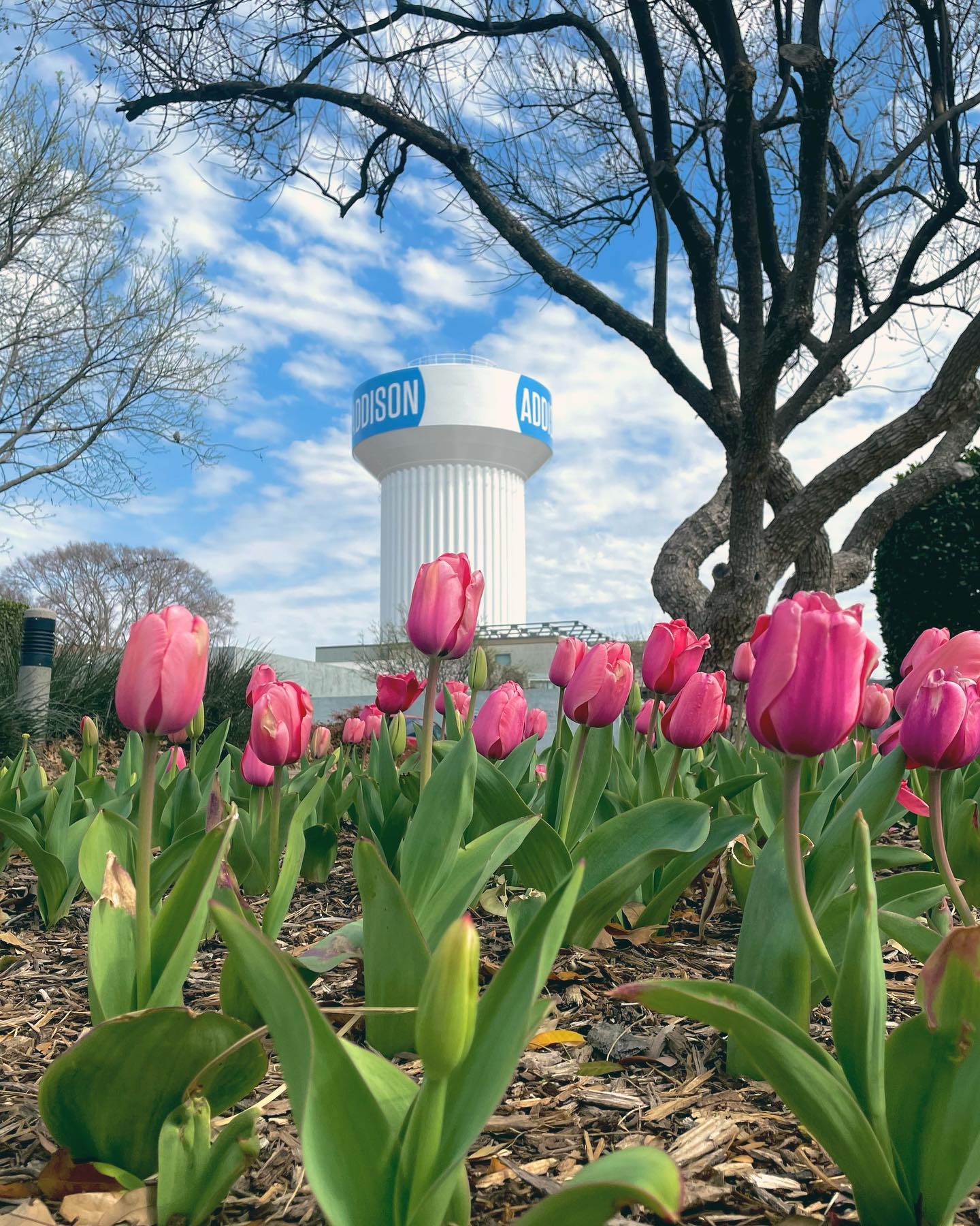 Town of Addison - 🌷🌷🌷🌷🌷 Did you know that Parks and... | Facebook