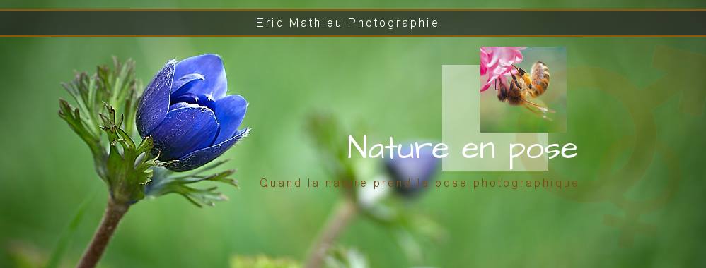 Nature en pose, Eric Mathieu Photographie