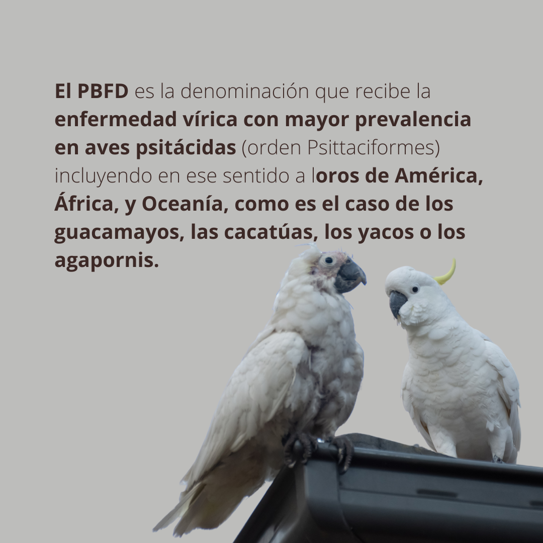 ¿Sabes lo que es el PBFD en las aves?... - Sexadodeaves.com