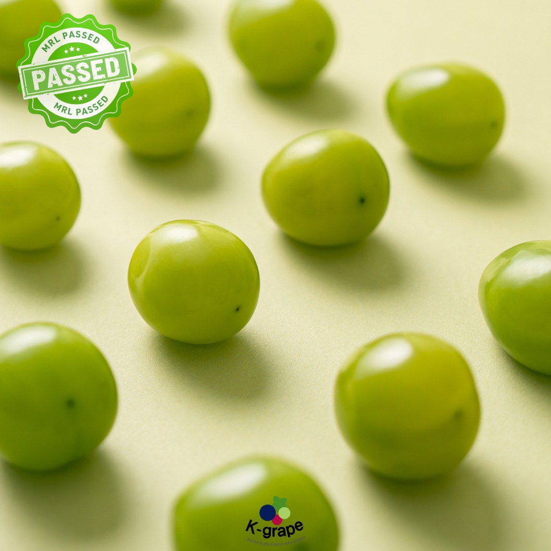 在 K-grape，我們始終將安全和品質放在首位！... - K-grape 韓國葡萄出口協會 | Facebook