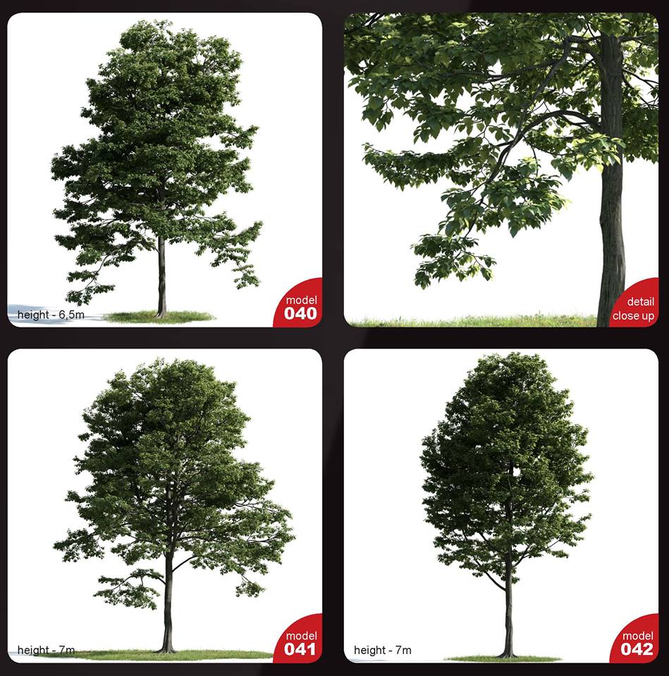 CGTips - Free 3D Tree Model Sketchup File 08 By Tran Duc...