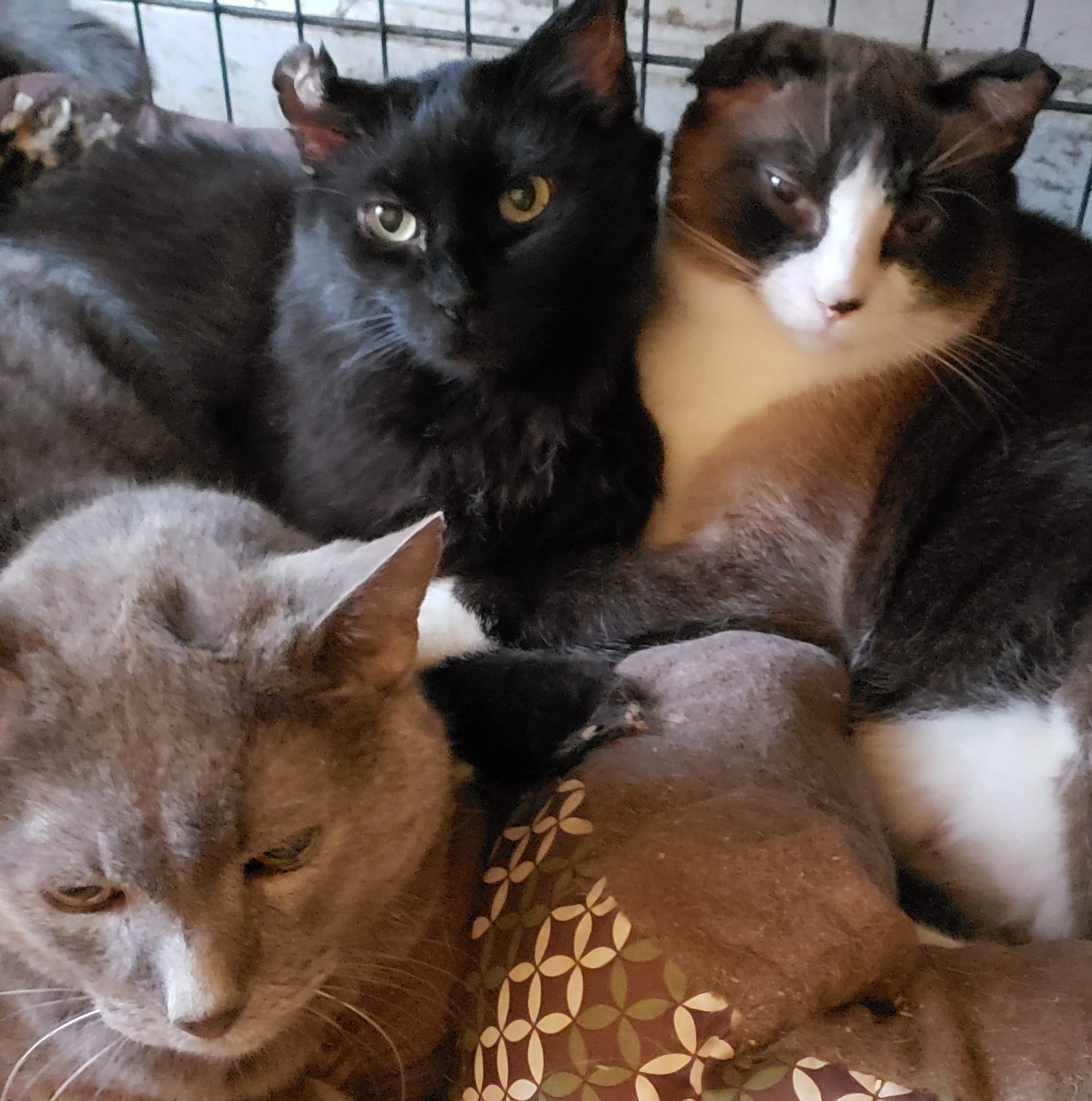 LA Underground Cat Network - Cat Rescue Wing | See original post | Facebook