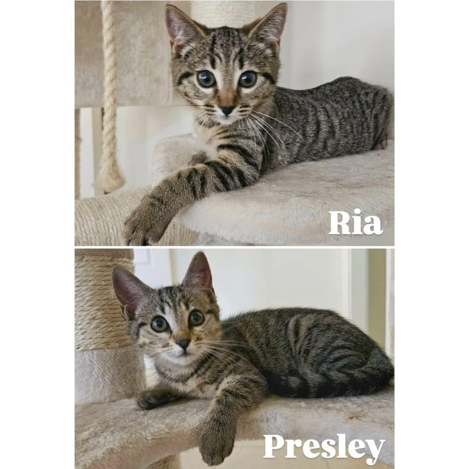 🌱🌻 INTRODUCING RIA AND PRESLEY 🌻🌱... - Perth Rescue Angels | Facebook
