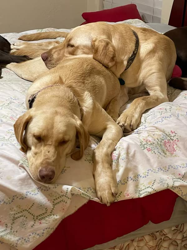‼️ Update ‼️ Adopted‼️ 💛 Luke and... - Heartland Lab Rescue