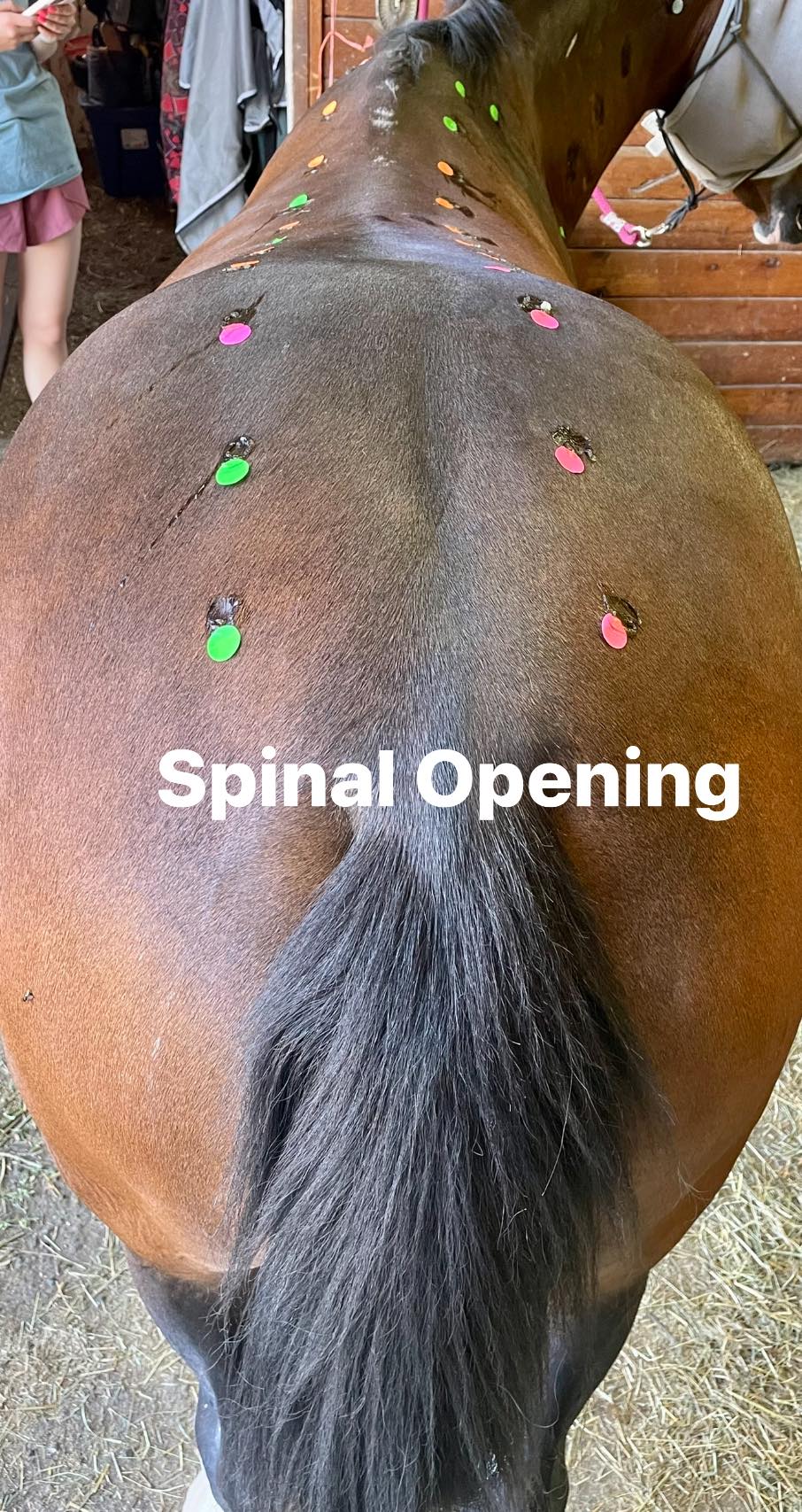 Saddle Up Equine Therapy