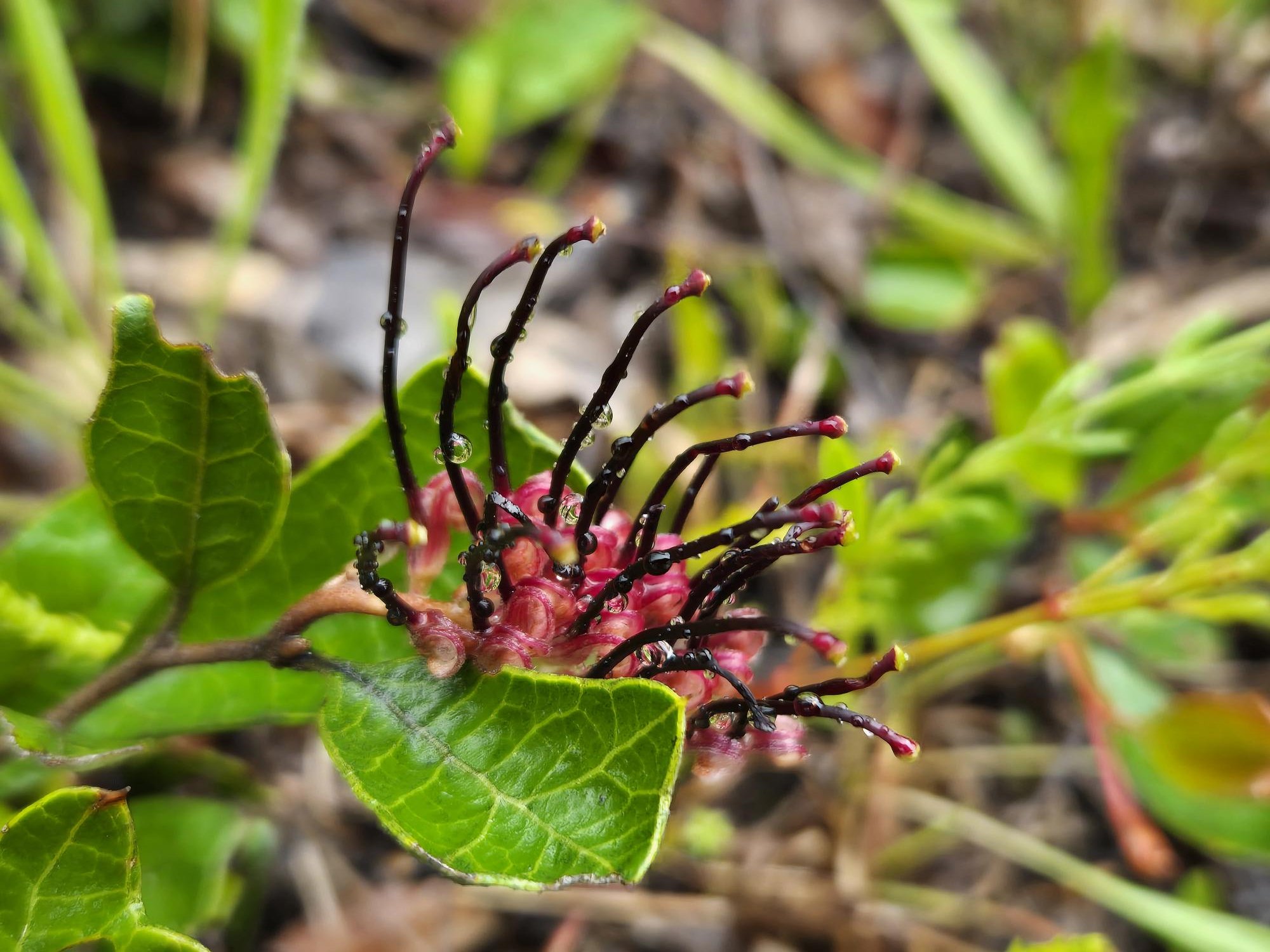 🌿 Unique Flora Showcase! 🌿... - Friends of Parks Queensland