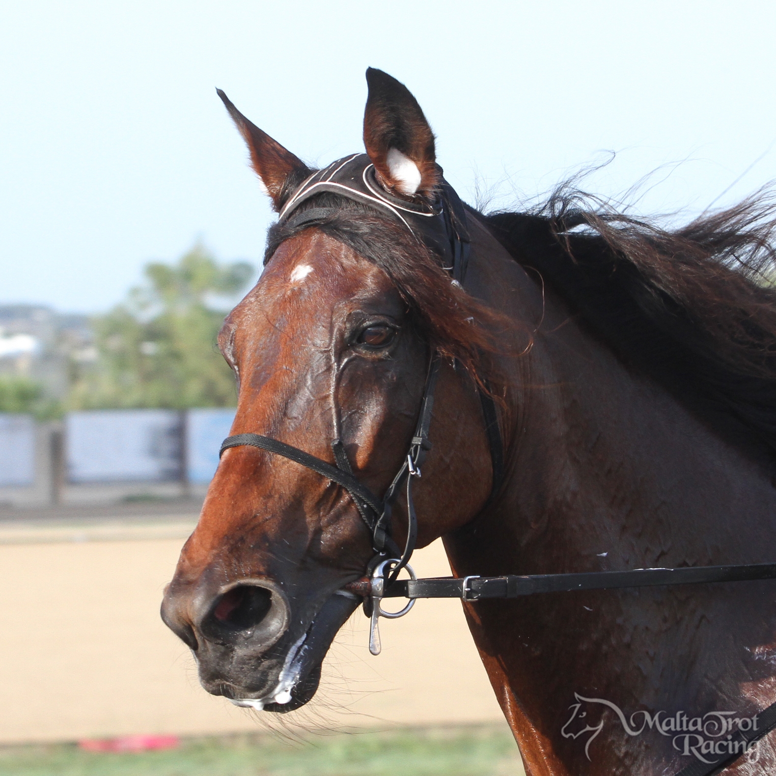 Our Horses For Sale section returns... - Malta Trot Racing | Facebook