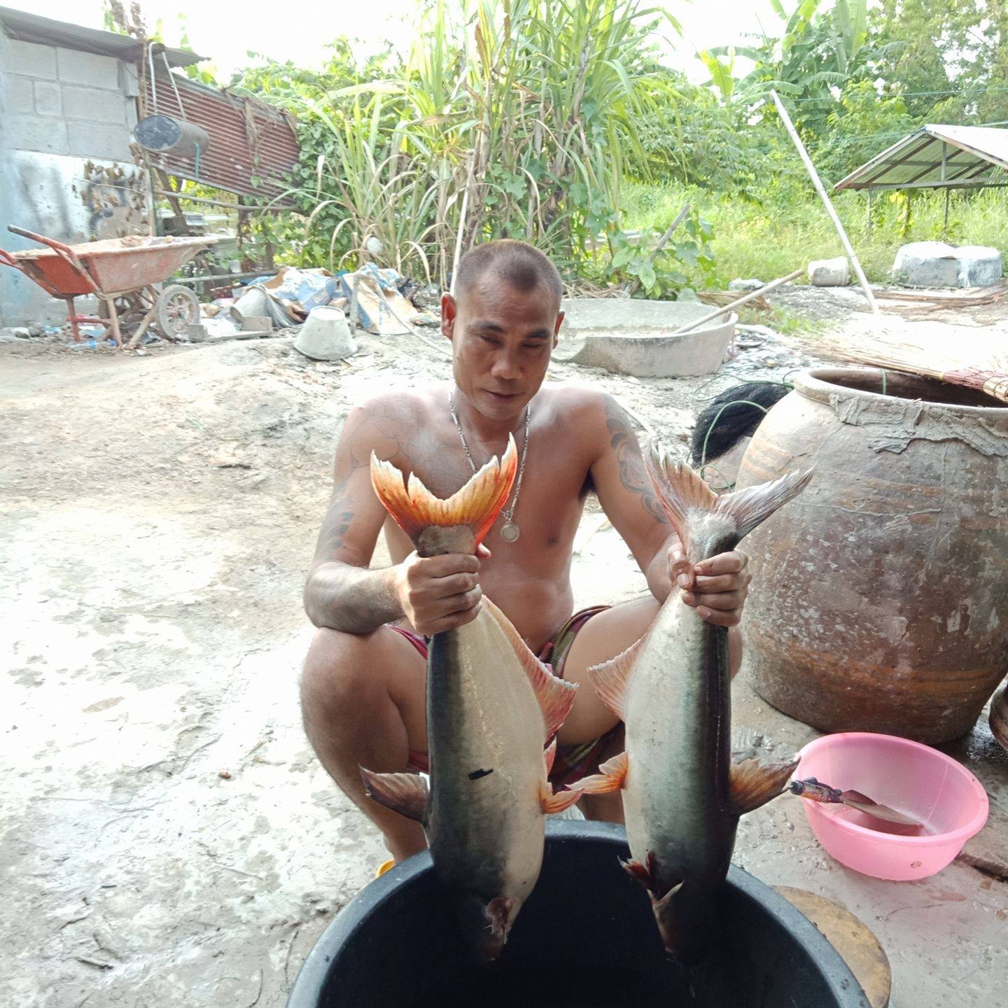 พ่อใหญ่หำ สายจ๊วด