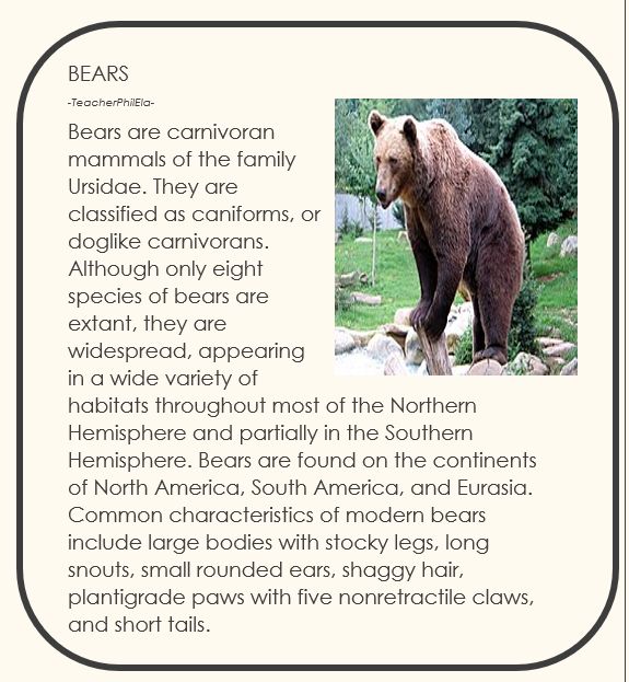 Animal - Bears are mammals that belong to the family Ursidae. | Facebook