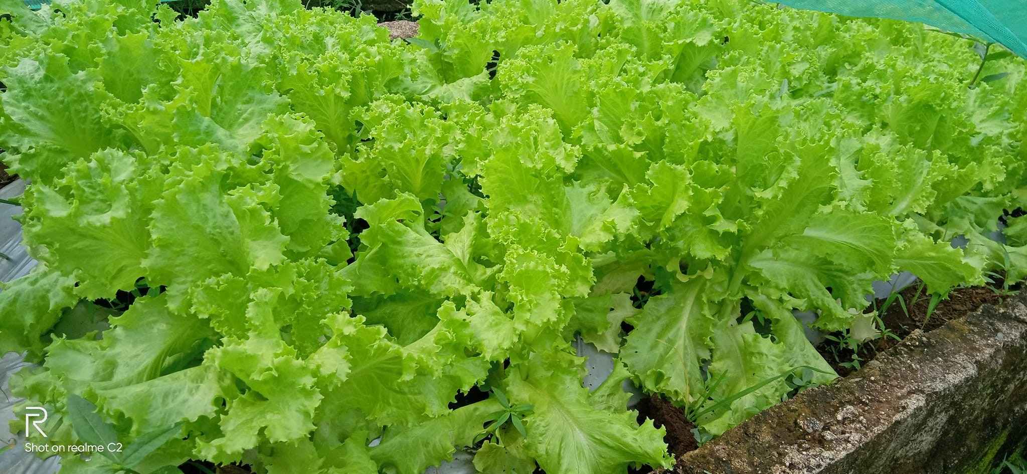 Lettuce Grower in the Philippines