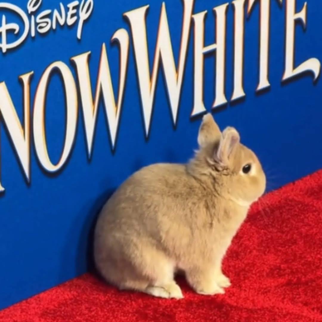 Dear - One of Snow White's rabbit friends joined the red carpet for the ...