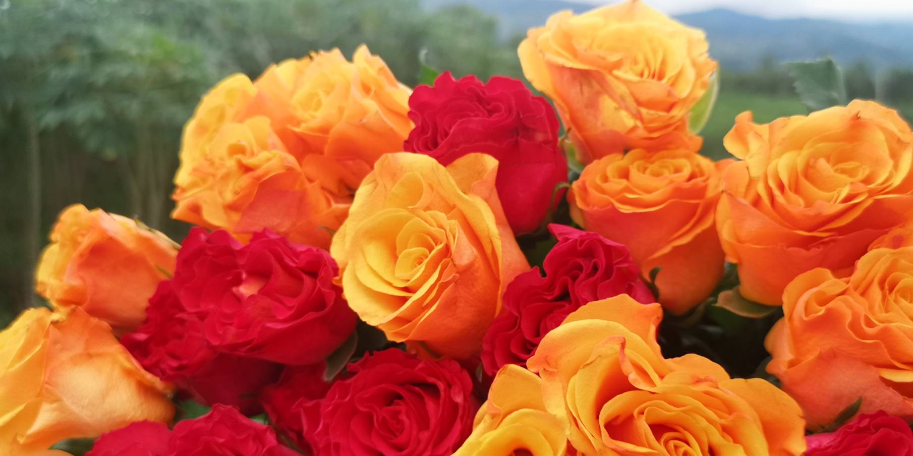 Free to Destiny Bi Orange... - CC Rose Shop Sri-Racha | Facebook