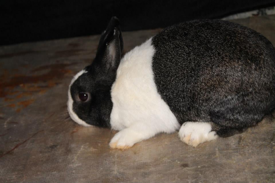 Red Thunder Rabbits | Argyle NY
