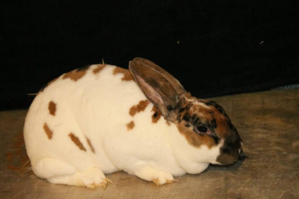 Red Thunder Rabbits | Argyle NY