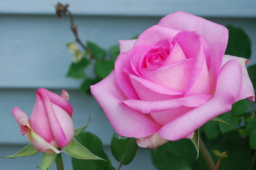 Beverly / Perfume Passion... - CC Rose Shop Sri-Racha