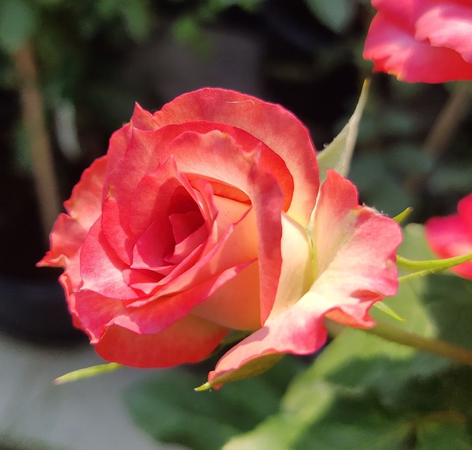 Olympus Rose ไม้มีอายุครับ... - CC Rose Shop Sri-Racha | Facebook