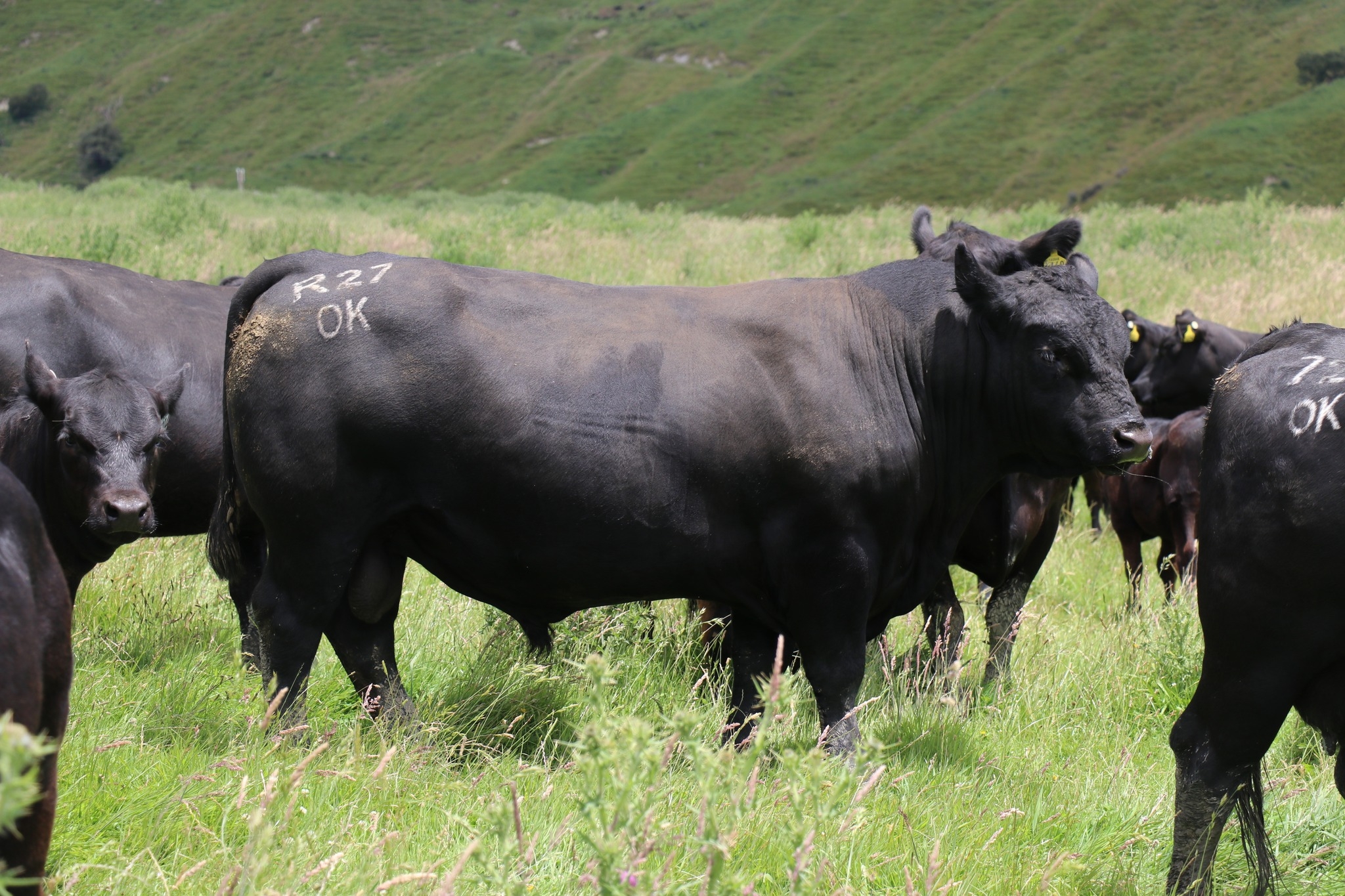 Okaka Angus on Reels