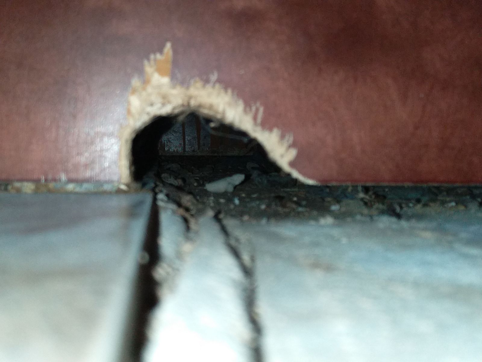Rats causing home damage in Washington County | St. George, UT