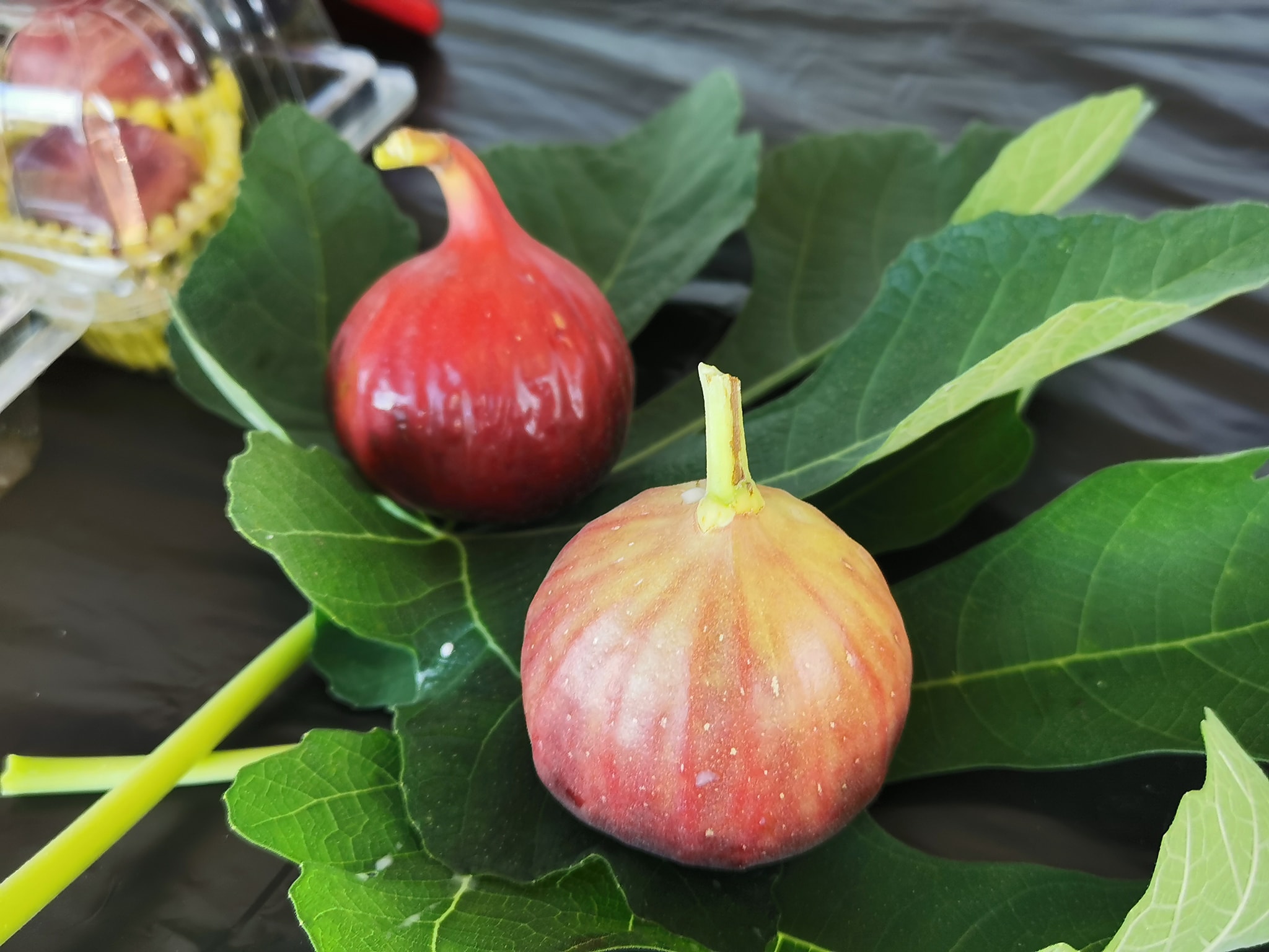 Buah Tin Segar Selamat Datang Ke Bangi Farm Resort Facebook