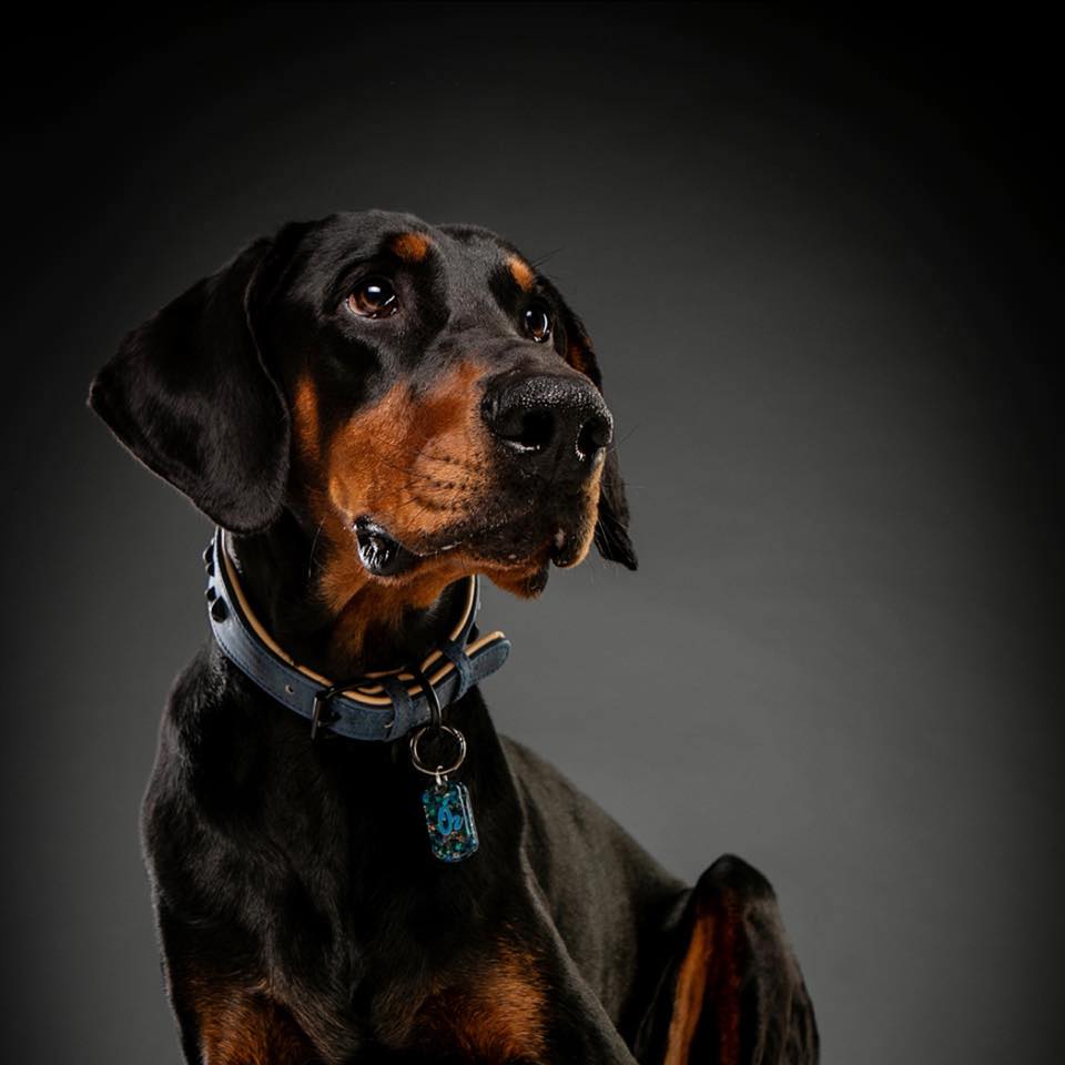 All-About-Dogs