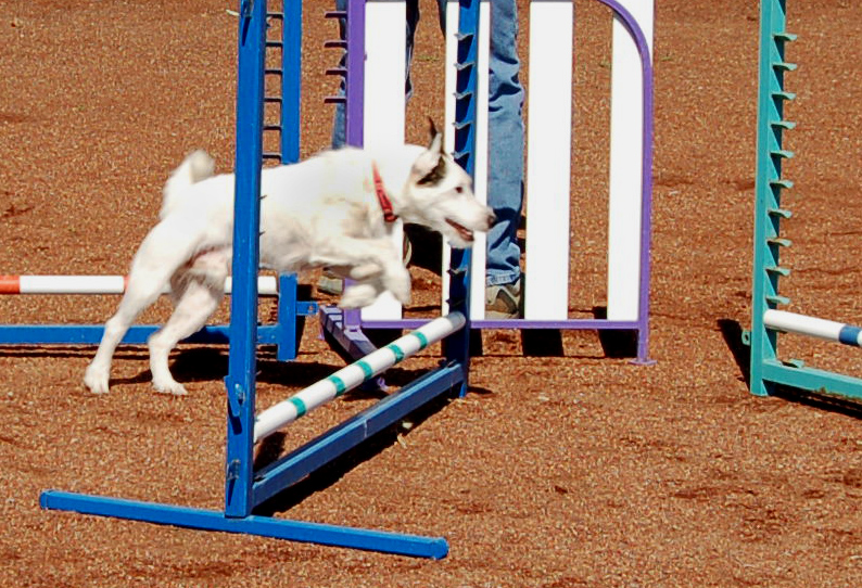 Clean Run - Canine Sports Massage and Jumping Lessons with... | Facebook