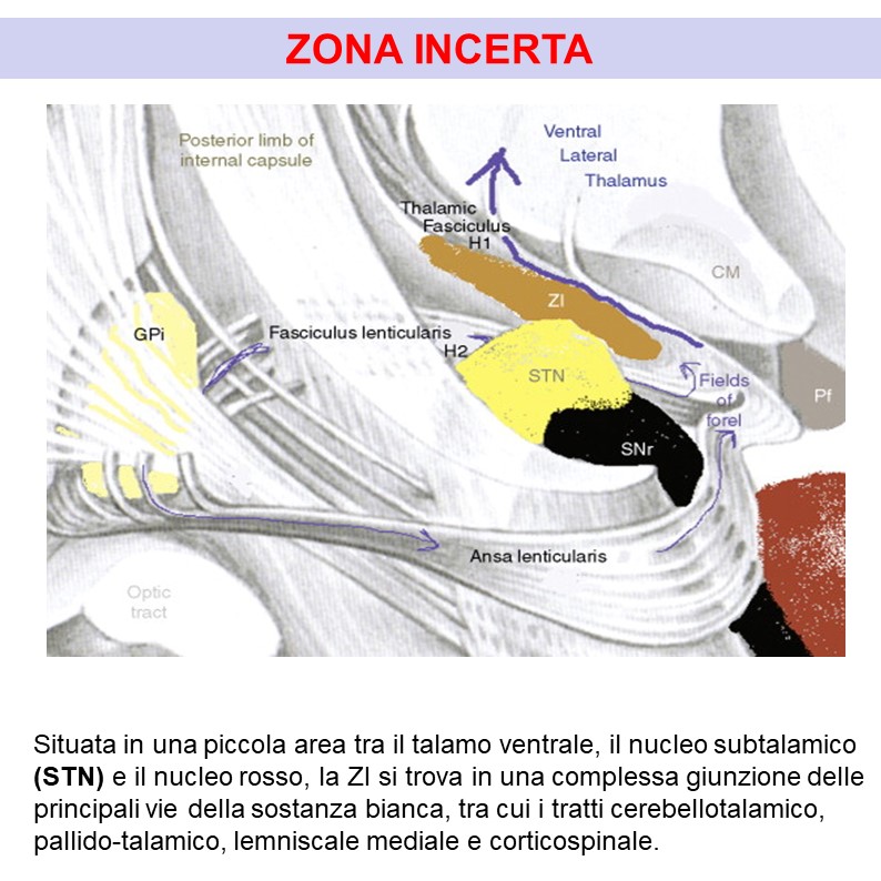 La zona incerta (ZI) è una piccola... - Anatomia per Tutti | Facebook