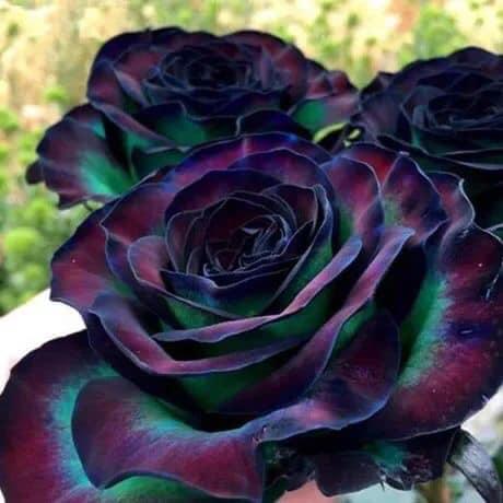 rainbow rose オルゴナイト✨〜BLACK〜 Rare black rainbow rose 🌹🌹