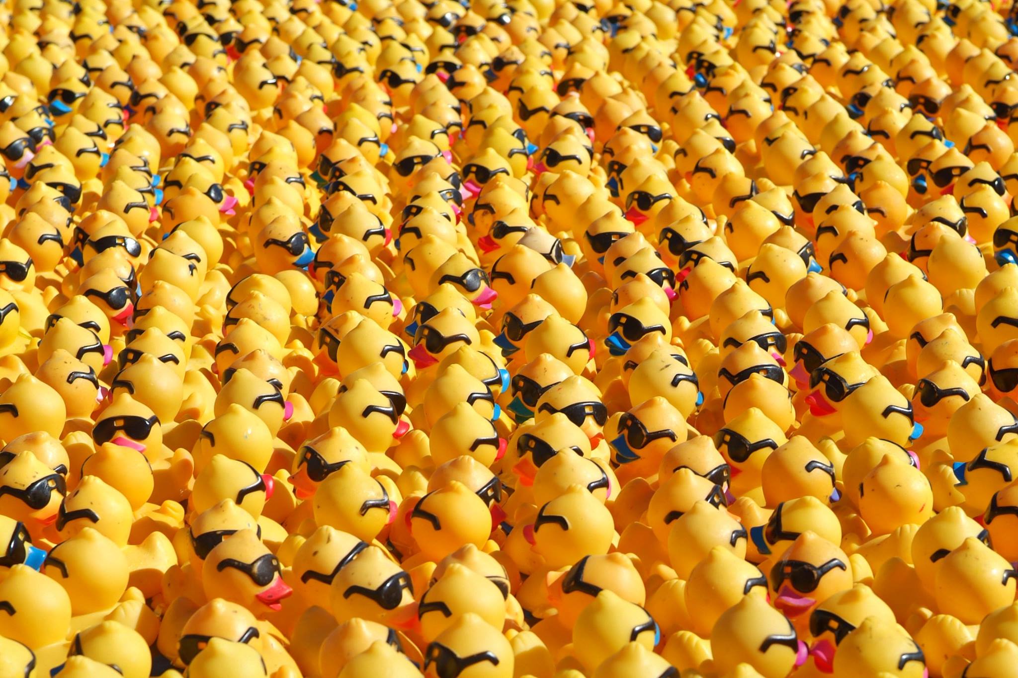 The Great - Finally it was race day. Ducky hardly slept. He was still ...