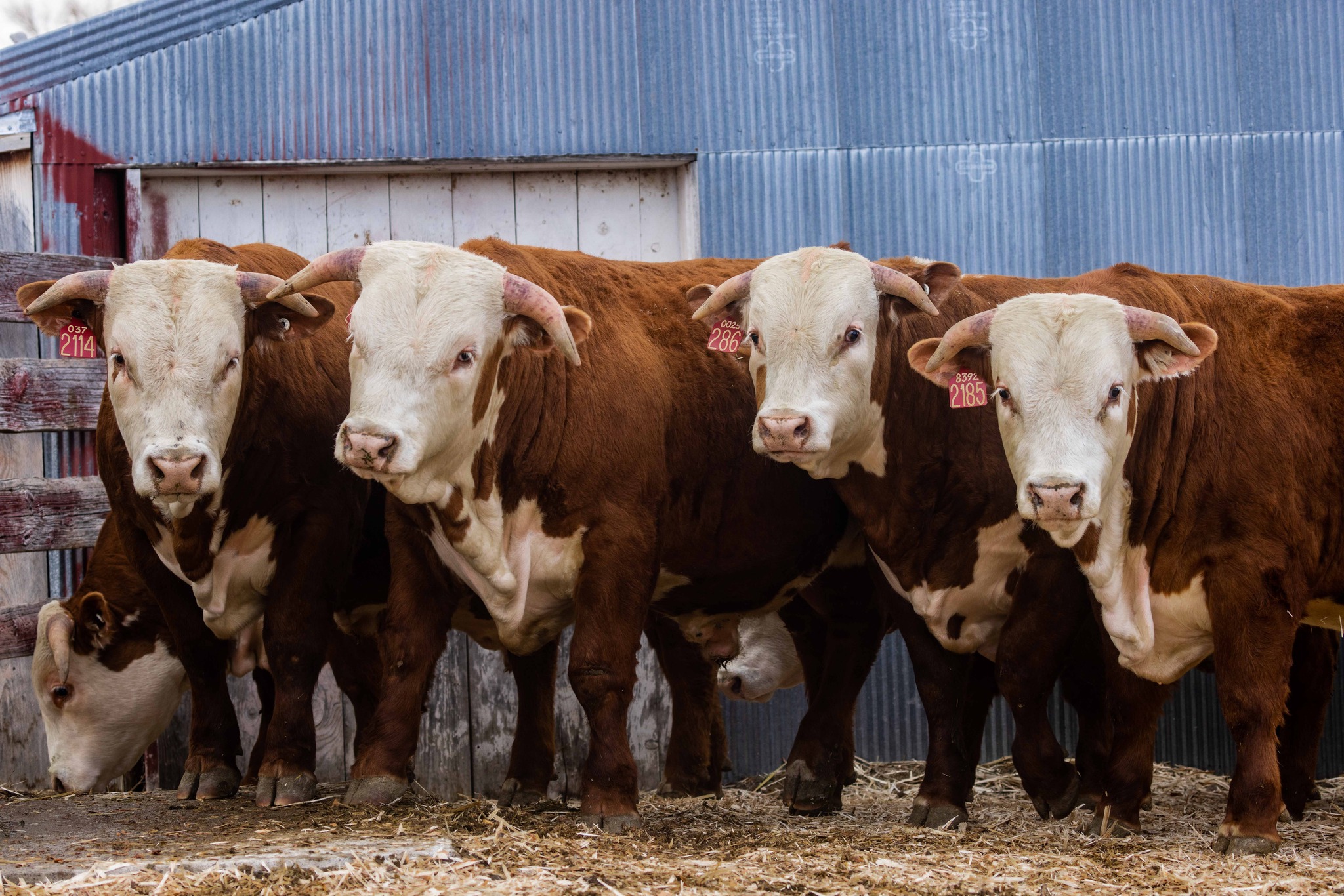 What a day! We were blessed with... - Cooper Hereford Ranch